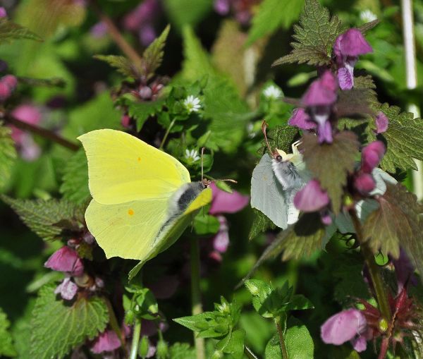 Gonepteryx rhamni - coppia