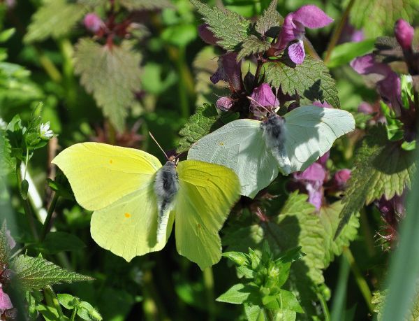 Gonepteryx rhamni - coppia