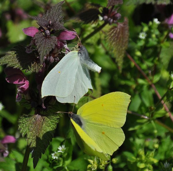 Gonepteryx rhamni - coppia