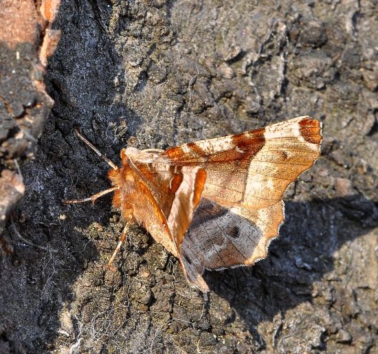 Selenia tetralunaria maschio