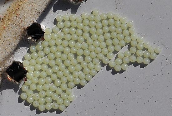 Spilosoma lutea, ciclo vitale