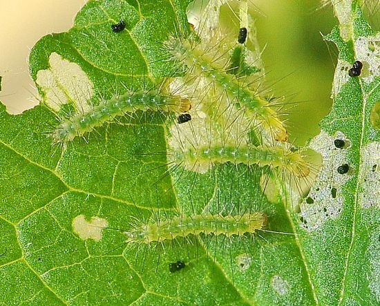 Spilosoma lutea, ciclo vitale