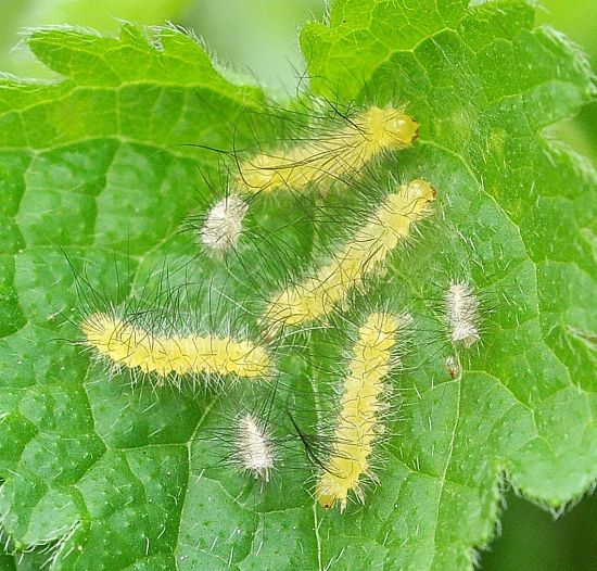 Spilosoma lutea, ciclo vitale