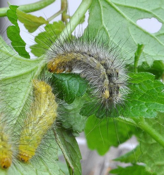 Spilosoma lutea, ciclo vitale