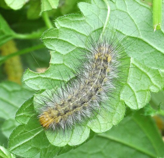 Spilosoma lutea, ciclo vitale