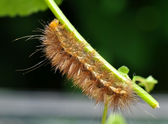 Spilosoma lutea, ciclo vitale