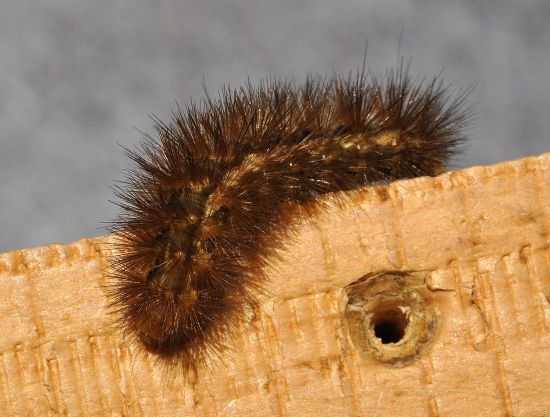 Spilosoma lutea, ciclo vitale