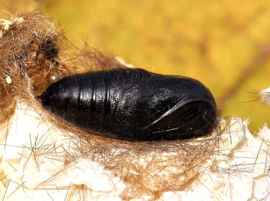 Spilosoma lutea, ciclo vitale