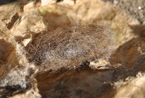 Spilosoma lutea, ciclo vitale