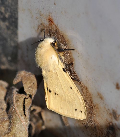 Spilosoma lutea, ciclo vitale