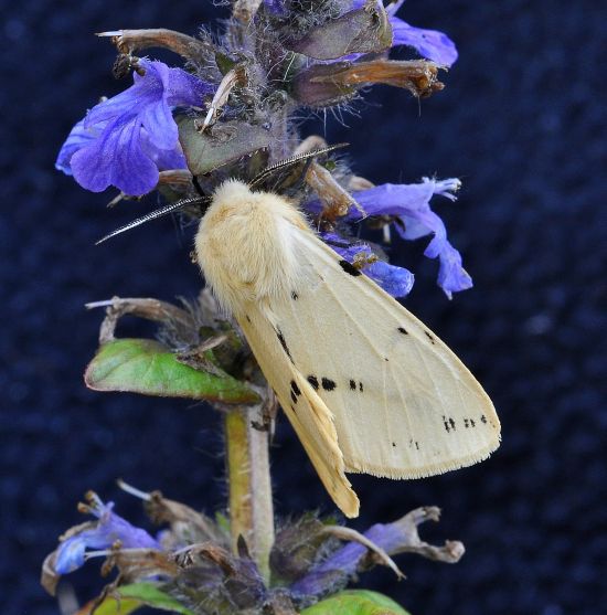 Spilosoma lutea, ciclo vitale