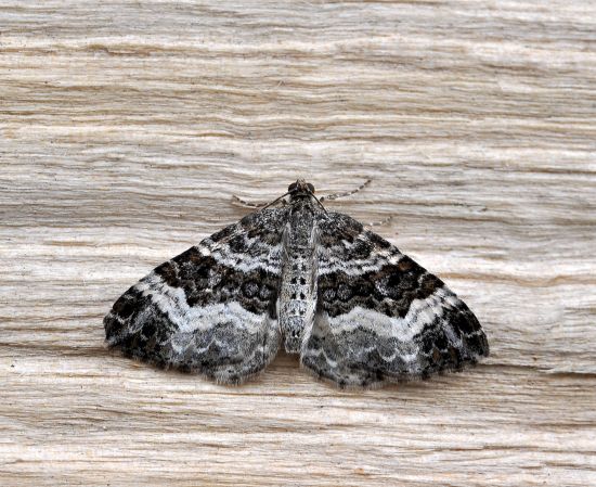 Epirrhoe alternata (?)