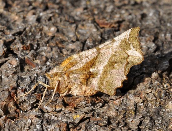 Aiuto id. Geometridae - Selenia dentaria? S