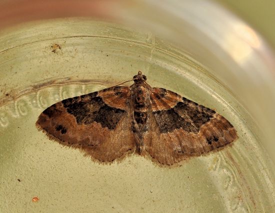 Xanthorhoe spadicearia? Xanthorhoe ferrugata - Geometridae