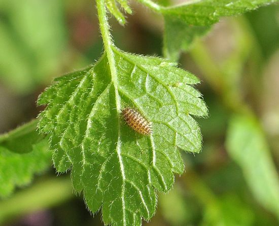 aiuto id. bruco: cfr. Coccinellidae sp.