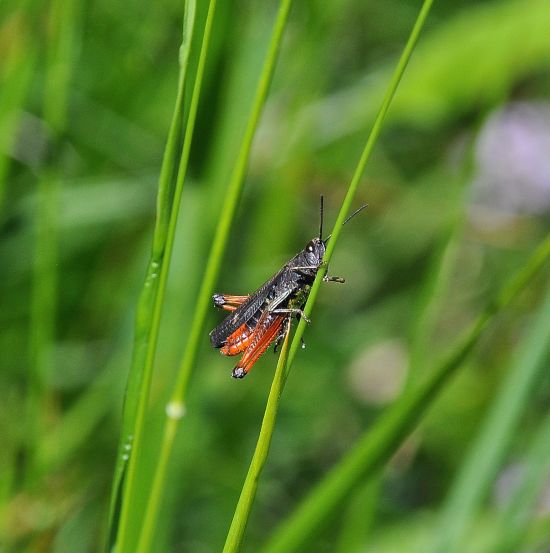 Omocestus rufipes, maschio