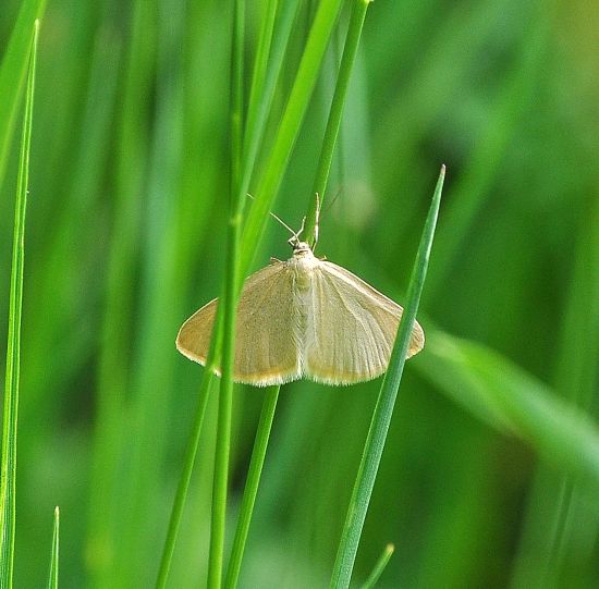 Sitochroa palealis, Crambidae ? No, Geometridae: Minoa murinata