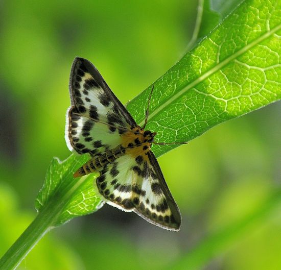 minigita in Valle Strona