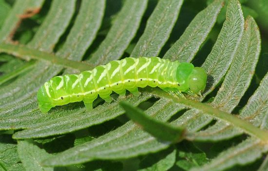 Callopistria juventina - Noctuidae, quasi ciclo vitale