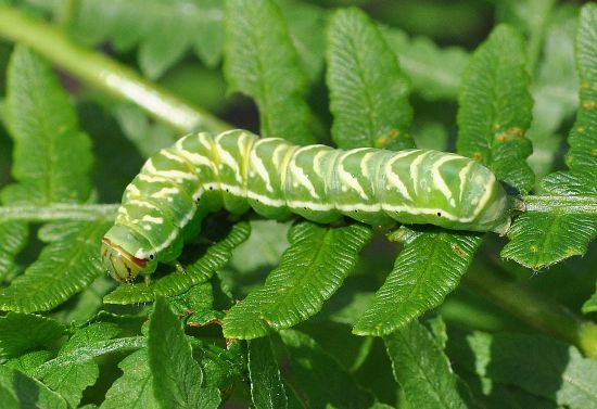 Callopistria juventina - Noctuidae, quasi ciclo vitale