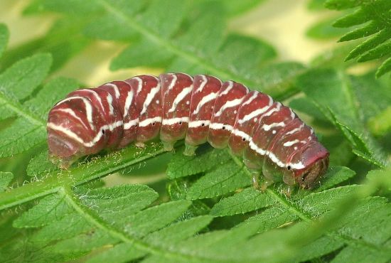 Callopistria juventina - Noctuidae, quasi ciclo vitale