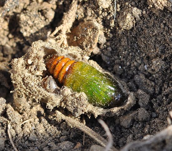 Callopistria juventina - Noctuidae, quasi ciclo vitale