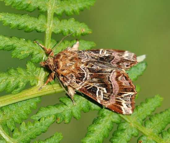 Callopistria juventina - Noctuidae, quasi ciclo vitale