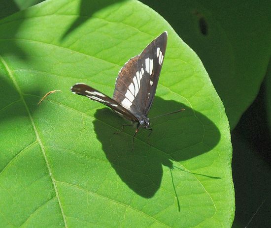 Neptis rivularis - Nymphalidae