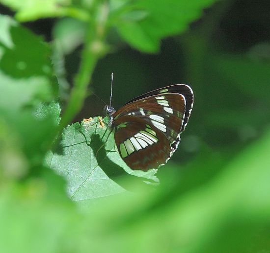 Neptis rivularis - Nymphalidae