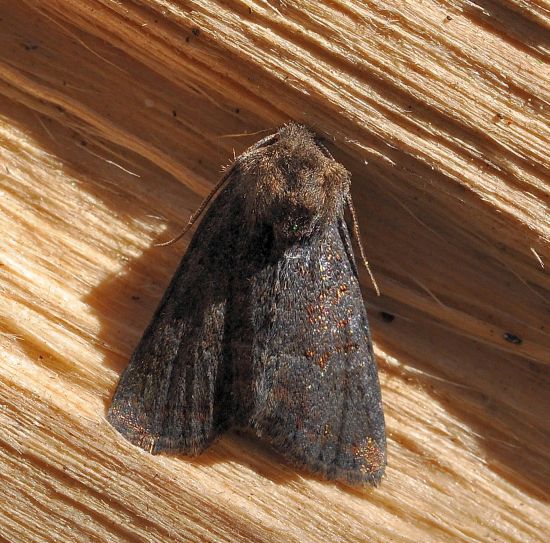aiuto id. piccola scura