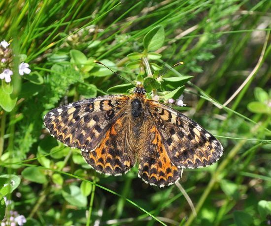 Melitaea didyma