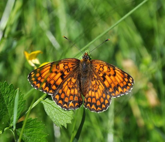 Melitaea phoebe?