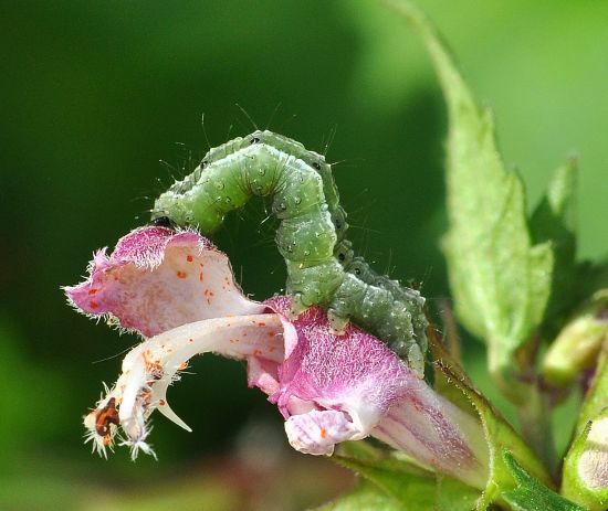 Macdunnoughia confusa, ciclo vitale