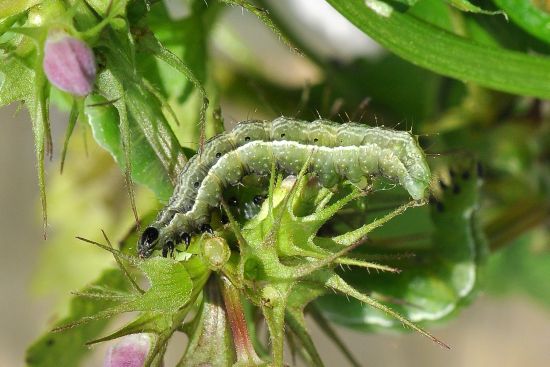 Macdunnoughia confusa, ciclo vitale