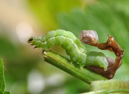 Macdunnoughia confusa, ciclo vitale