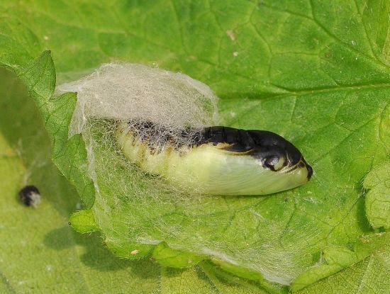 Macdunnoughia confusa, ciclo vitale