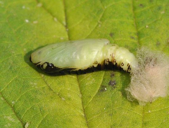 Macdunnoughia confusa, ciclo vitale