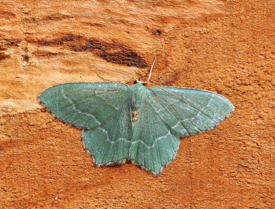 Hemithea aestivaria, geometridae