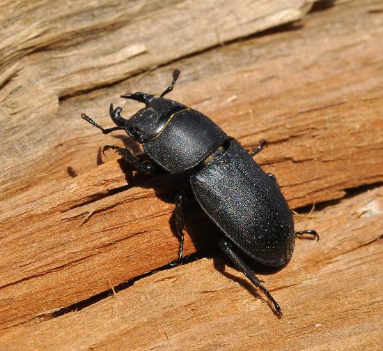 Dorcus parallelipipedus, maschio