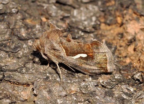 Macdunnoughia confusa, ciclo vitale