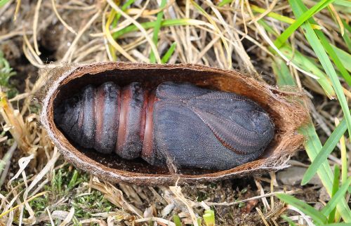 Saturnia pyri - una mini storia