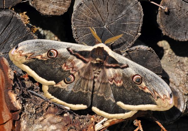 Saturnia pyri - una mini storia