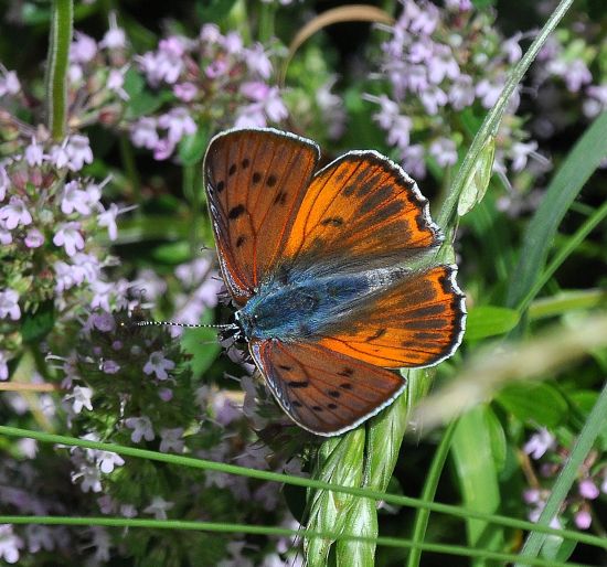 Lycaena alciphron gordius (?)  S !