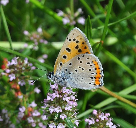 Lycaena alciphron gordius (?)  S !