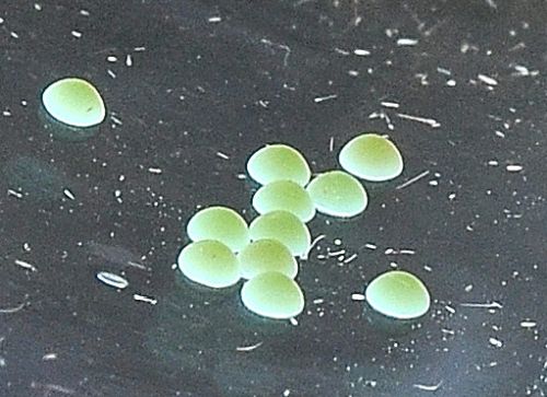 Clostera curtula, ciclo vitale