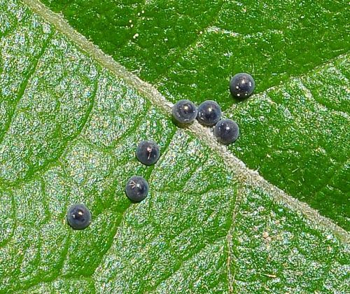 Clostera curtula, ciclo vitale