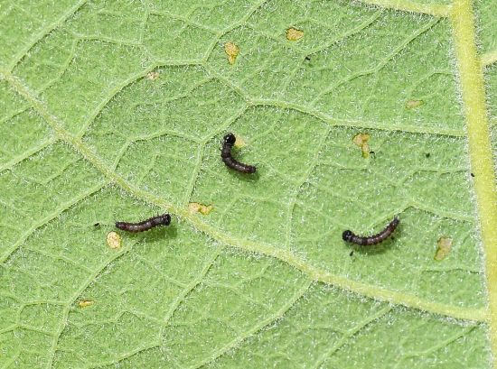 Clostera curtula, ciclo vitale