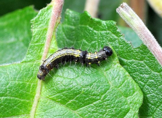 Clostera curtula, ciclo vitale