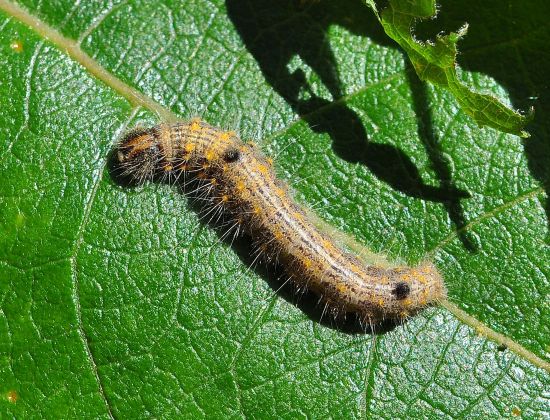 Clostera curtula, ciclo vitale