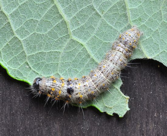 Clostera curtula, ciclo vitale